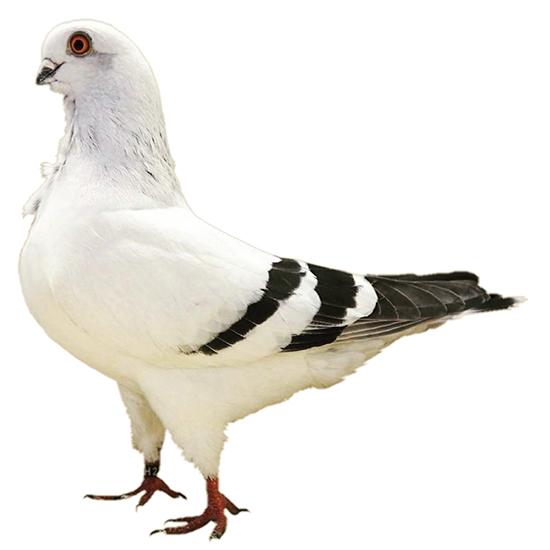 Italian Owl Pigeon